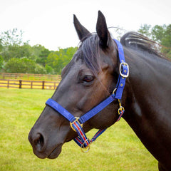 Jeffers Matching Horse Halter & Lead Rope 2 Piece Set, Full Size