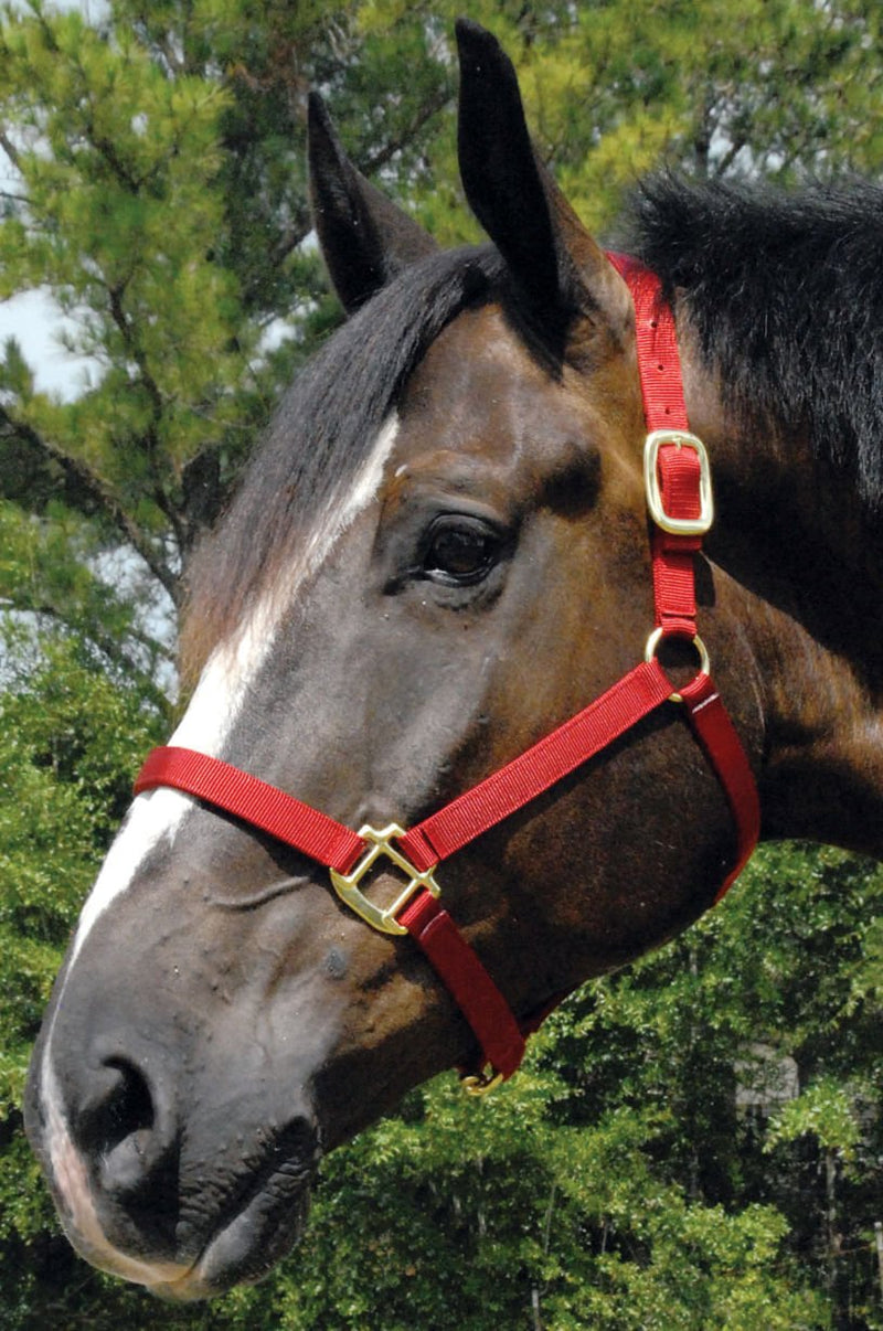 Jeffers Premium Nylon Weanling & Yearling Horse Halters, 3-Ply, 1